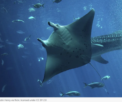 Manta Rays