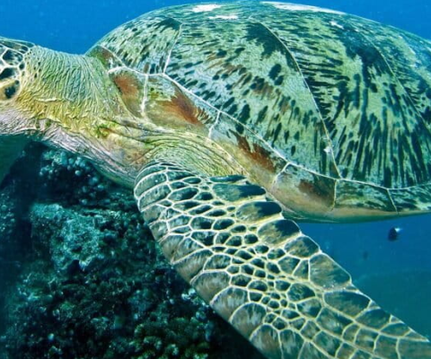 Green Turtles