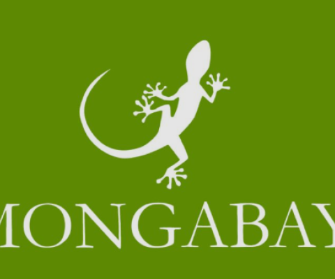 Mongabay
