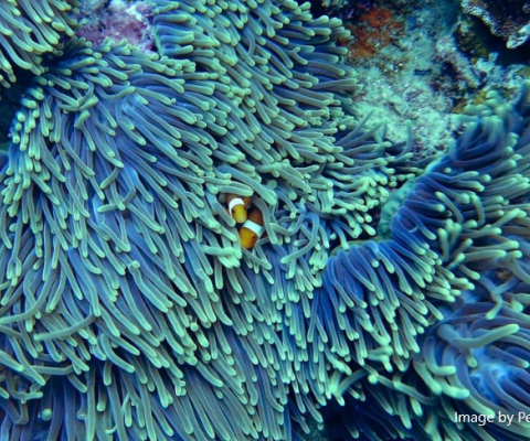 Economics of biodiversity loss