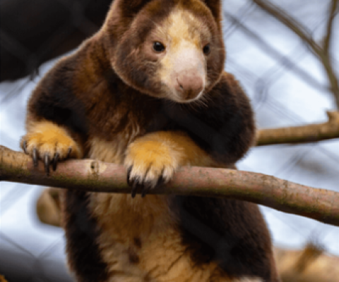 Tree Kangaroos