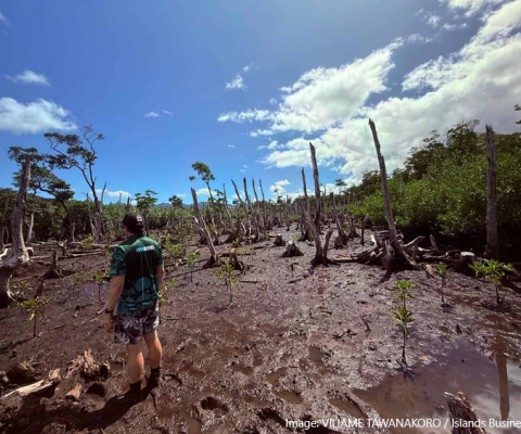 Mangrove restoration