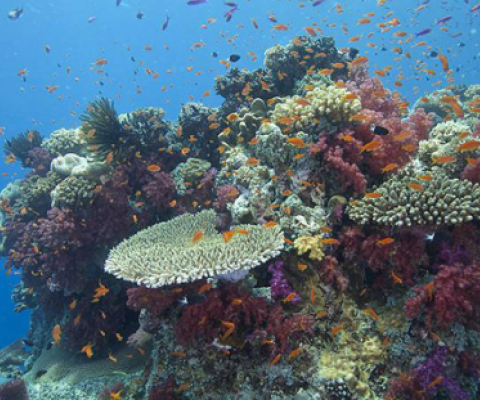 Fiji