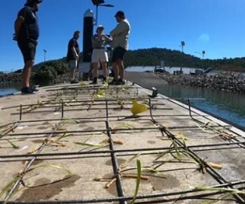 Planting frames with seagrass in Mourilyan Harbour, Queensland. Scientists are trying to regrow seagrass meadows near Cairns. Photograph: James Cook University