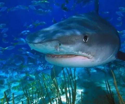 Tiger sharks protected the seagrass meadows by stopping dugongs and turtles from overgrazing. Photograph: Getty Images