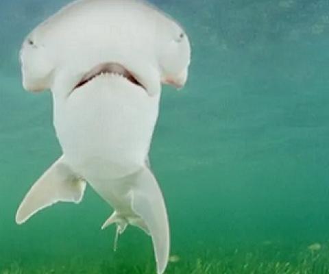 A bonnethead shark, seen off Key Largo, Florida. Photograph: Alamy Stock Photo