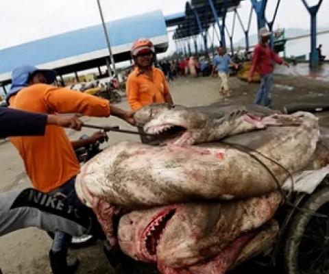 Sharks are being overfished globally but Australian scientists say an international effort to establish greater protections will safeguard the vital role they play in the health of marine ecosystems. Photograph: Hotli Simanjuntak/EPA
