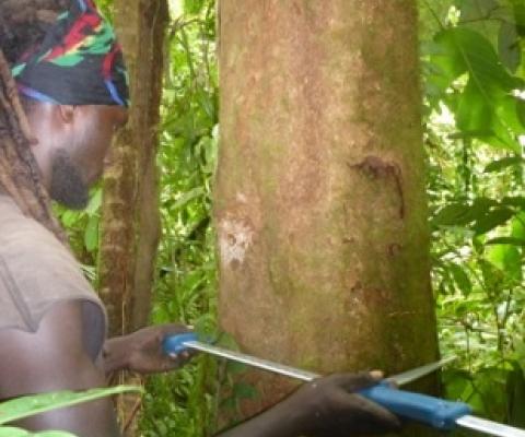A ranger doing inventory for carbon calculation. Credit - Sirebe Tribal Association