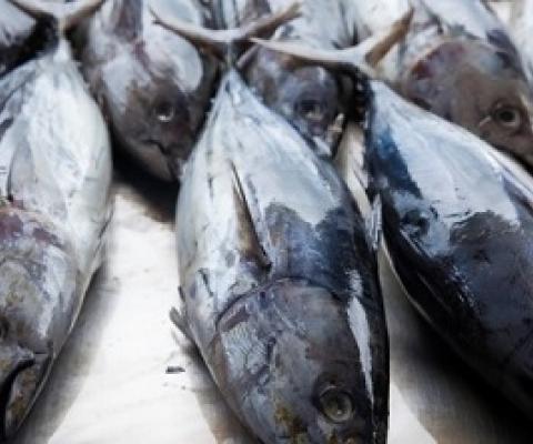 The majority of the world’s skipjack tuna — also known as bonito — is fished from the waters shared by Palau, Kiribati and neighboring Pacific Island nations (Courtesy photo)