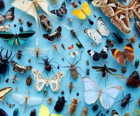  A collection of insects at the Oxford University Museum of Natural History. Biologists have never reached universal agreement over what constitutes a species. Photograph: Jochen Tack/Alamy