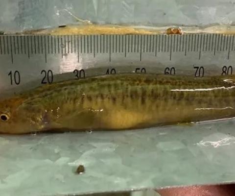  The only known home of the stocky galaxias is a 3km stretch of creek in Kosciuszko national park. Photograph: Chris Walsh of NSW DPI