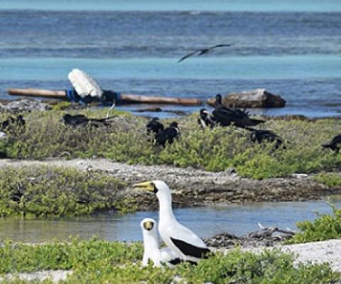 Masked Booby (Lulu pair) with a derelict drifting polystyrene foam and bamboo Fish Aggregation Device (FAD) in the background. Credit - www.cookislandsnews.com