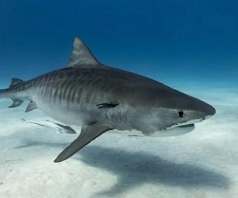 Tiger sharks can grow even larger than great whites (Getty )