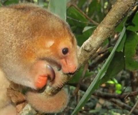 A silky anteater, Cyclopes didactylus - a rare mammal in the Amazon. Credit: Thais Morcatty