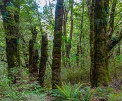 A tree might qualify for protection if it is a landmark or important to mana whenua. Photo: 123RF