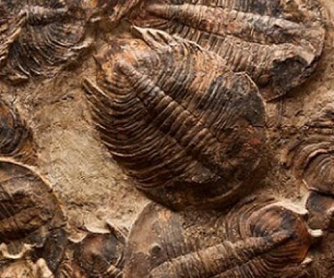 1 / 1Trilobites were ancient arthropods that filled the world’s oceans from the early Cambrian, some 520 million years ago, until the mass extinction at the end of the Permian, 252 million years ago. Credit: Shutterstock/Tami Freed