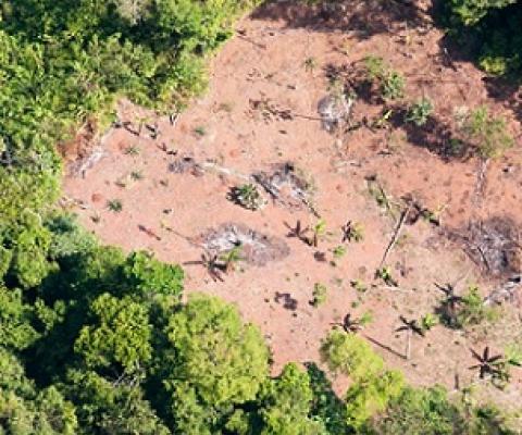 Tropical forests are some of the most threatened ecosystems on Earth, largely due to recent human activities. Credit - Sean Mattson, Smithsonian Tropical Research Institute (CC BY-NC)