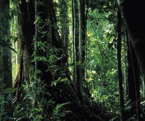 tropical forest