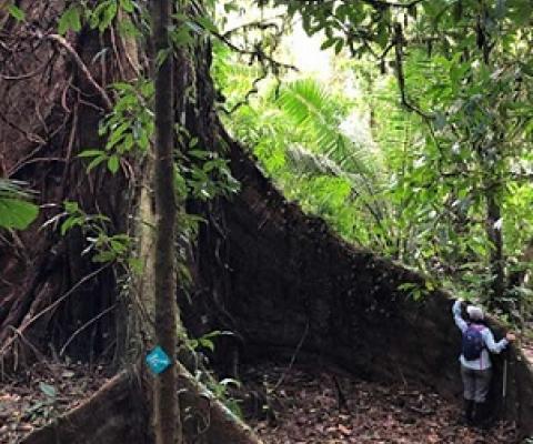 Huge and ancient canopy trees like this one are home to many species and store a large amount of carbon. Image courtesy of A.J. Hansen.