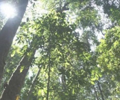 Kabili-Sepilok Forest Reserve, Sabah, Borneo. Credit: Dr. Lindsay F. Banin