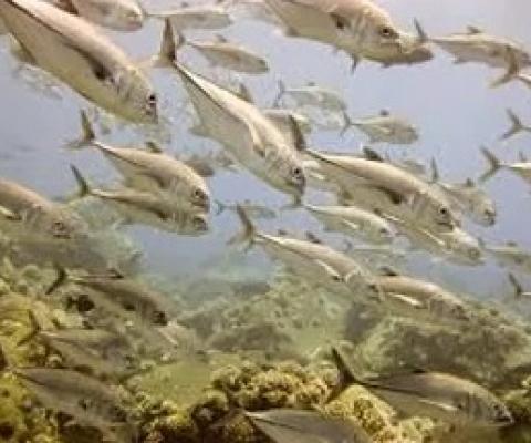    Marianas Trench is the deepest place on Earth. Photo courtesy of NOAA