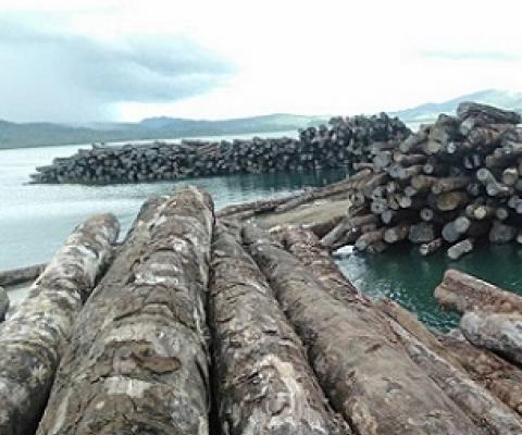 Tubi logs lying on the sea front at Korona log camp. The logs may lose their monetary value if they remain there for that long. Source -https://pina.com.fj/  