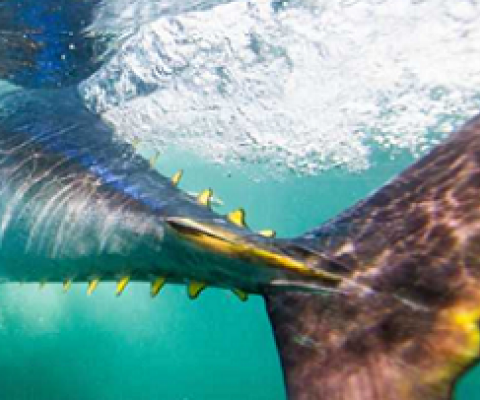 A new study finds that tuna harvests, including of some species considered "vulnerable," have increased by an astonishing 1,000% in the last 60 years — a rate that some scientists warn is unsustainable. [NiCK / Getty Images]