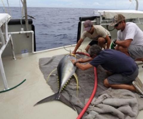 Large Yellowfin Tuna being tagged Photo: SPC