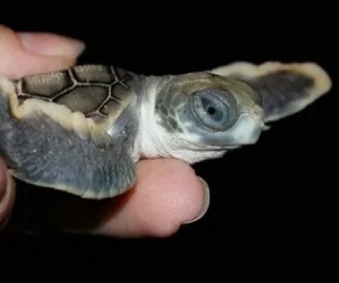 A baby flatback turtle. Queensland’s environment department has been finding many hatchlings dead or stranded since the start of hatching season. Photograph: Queensland Department of Environment and Science