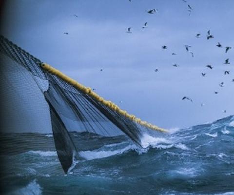 Greenpeace calls for marine protected areas in Taiwan. Credit - Getty Images