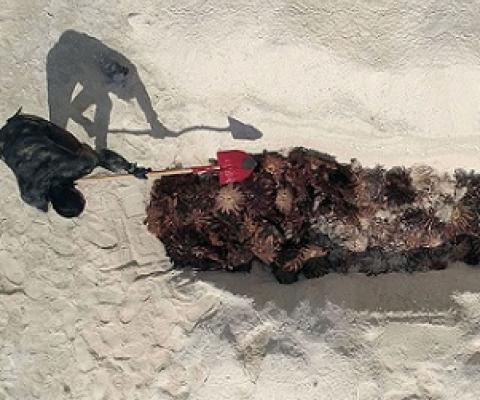 A Ministry of Marine Resources team member disposing of Taramea on Manuae. Photo - Akau Film/Johnny Beasley