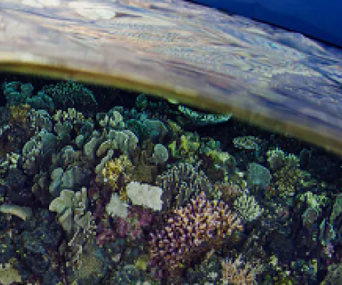 reefs of Timor Leste. © PAUL HILTON FOR CONSERVATION INTERNATIONAL