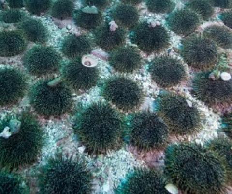 Kina barrens have proliferated with the decimation of their natural predators. Photography by Richard Robinson