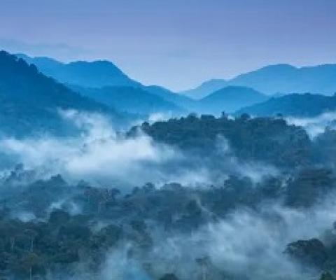 The primeval Bwindi Impenetrable Forest, a World Heritage Site, in Uganda. Photograph: John Dambik/Alamy