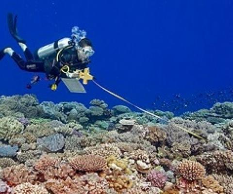 Tonga's declaration of no-fishing areas boosts coral reef recovery