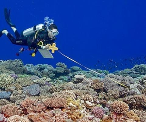 A scientific scuba diver records fish along a transect line. Global Reef Expedition, Tonga 2013. Photo by Ken Marks.