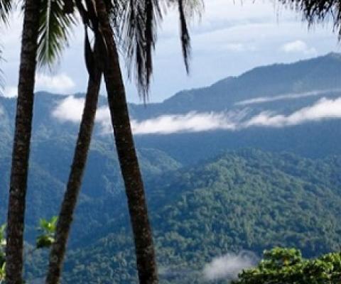 Toricelli mountain range, Papua New Guinea. Credit - Tenkile Conservation Alliance