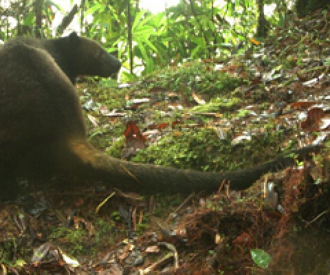Camera trap images of tenkiles. Image courtesy of the Tenkile Conservation Alliance.