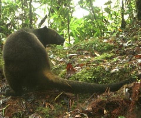 Camera trap images of tenkiles. Image: Tenkile Conservation Alliance.