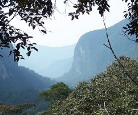 A view from the canopy at Gunung Mulu's heath forest, dominated by Shorea albida. Sarawak, Borneo. Credit: Dr Lindsay F. Banin