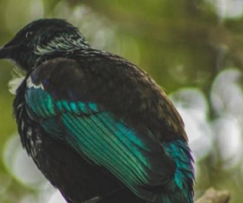 Tui bird in a tree. photo: 123rF