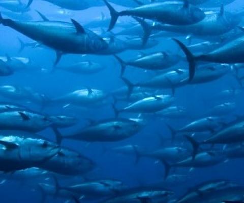 Cooks tuna fishery is a model for the Pacific