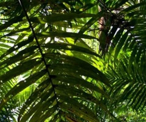 Turku scientists “race against the clock” to save biodiversity. credit - https://www.earth.com/