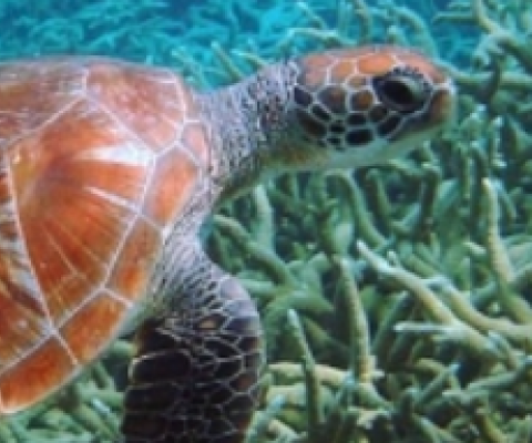 green turtle. Credit - SPREP