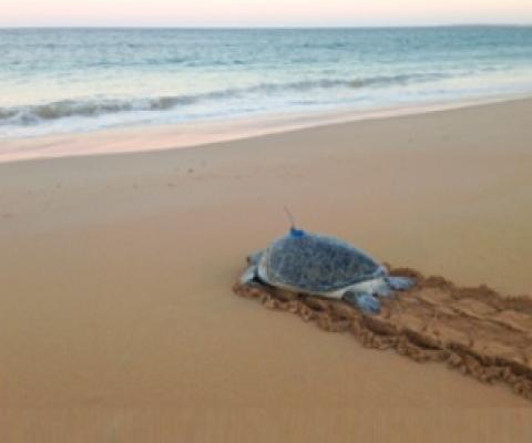A green turtle returns to the sea after being tagged with a satellite transmitter in the Pilbara region of Western Australia. Credit: Luciana Ferreira