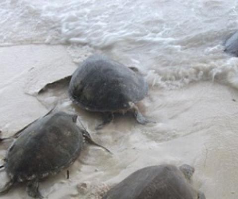 Leather-back turtles heading into the ocean after being tagged on Arnavon island. Credit - Solomonstarnews.com