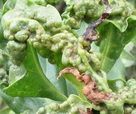 A damaged endemic naio tree after being attacked by an invasive pest called Myoporum thrips. credit - University of Hawaii