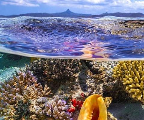 The shallow waters of Mayotte Island in the Indian Ocean. Credit -  Ocean Image Bank/Gaby Barathieu 