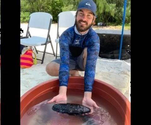 University of Guam Graduate Stiudent holds a sea cucumber at the Guam Wildlife Refuge's critter touch tanks exhibit. Credit - Anne Wen/PDN 