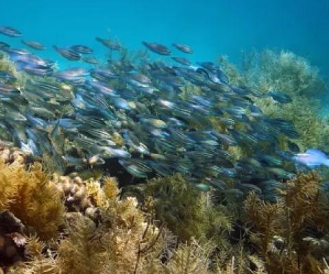 A healthy coral reef in the Caribbean sea. Photograph: Seaphotoart/Alamy Stock Photo